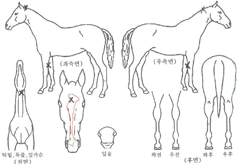 ÁÒÀÌ¿¤·ÎÀÇ Ãø¸é,¿ì¸é,µÞ¸é,µÎ»ó,´Ù¸®ÀÇ Æ¯Â¡µµÇØ