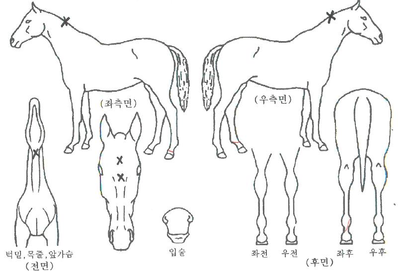 ¿ÍÀÏµå¾ØÇÁ¶ó¿ìµåÀÇ Ãø¸é,¿ì¸é,µÞ¸é,µÎ»ó,´Ù¸®ÀÇ Æ¯Â¡µµÇØ