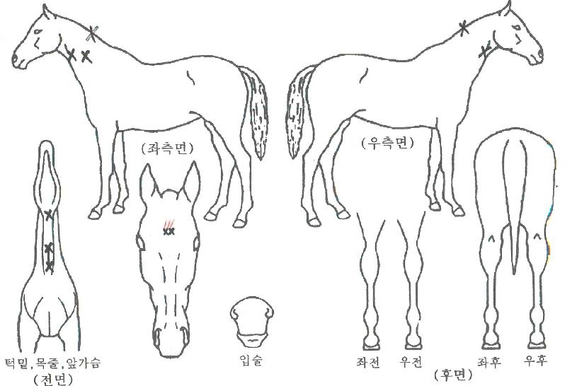ÅÍÄ¡¸¶ÀÌÇÏÆ®ÀÇ Ãø¸é,¿ì¸é,µÞ¸é,µÎ»ó,´Ù¸®ÀÇ Æ¯Â¡µµÇØ
