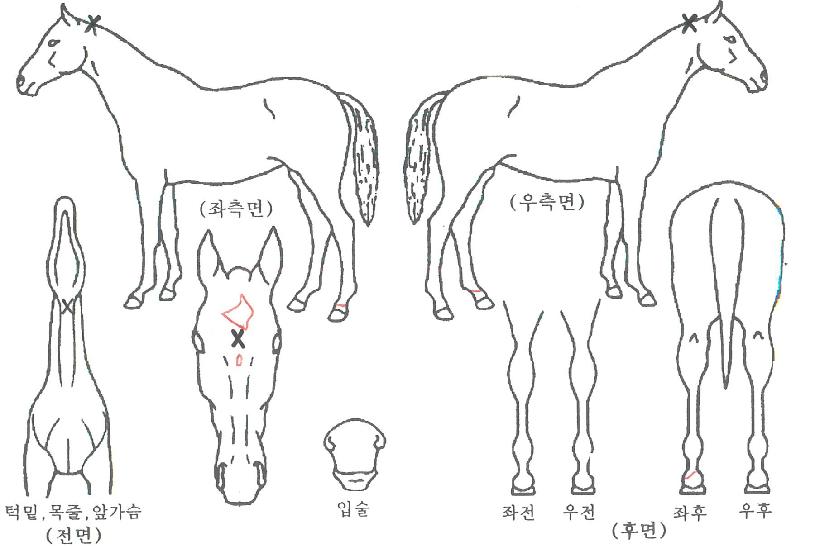 ÄâÀÌ¾îÆ®½ÃÅ©¸´ÀÇ Ãø¸é,¿ì¸é,µÞ¸é,µÎ»ó,´Ù¸®ÀÇ Æ¯Â¡µµÇØ