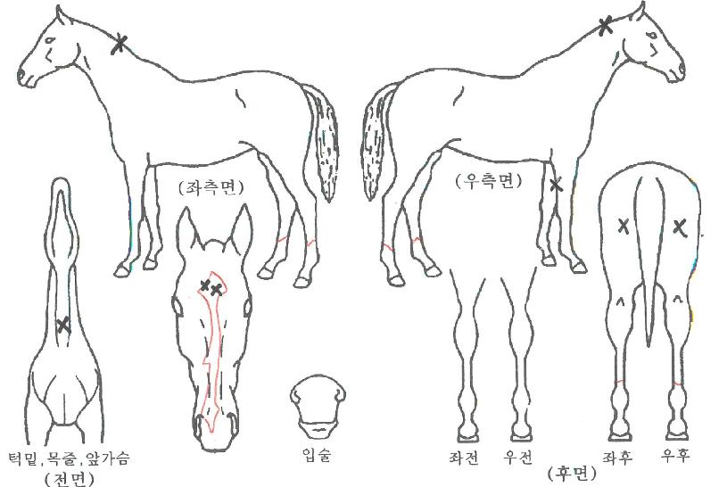 ¸®Æ²µñ½Ã¹Ì½ºÀÇ Ãø¸é,¿ì¸é,µÞ¸é,µÎ»ó,´Ù¸®ÀÇ Æ¯Â¡µµÇØ