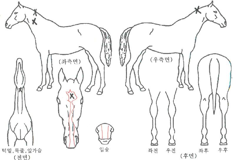 ���Ǿ�� ����,���,�޸�,�λ�,�ٸ��� Ư¡����