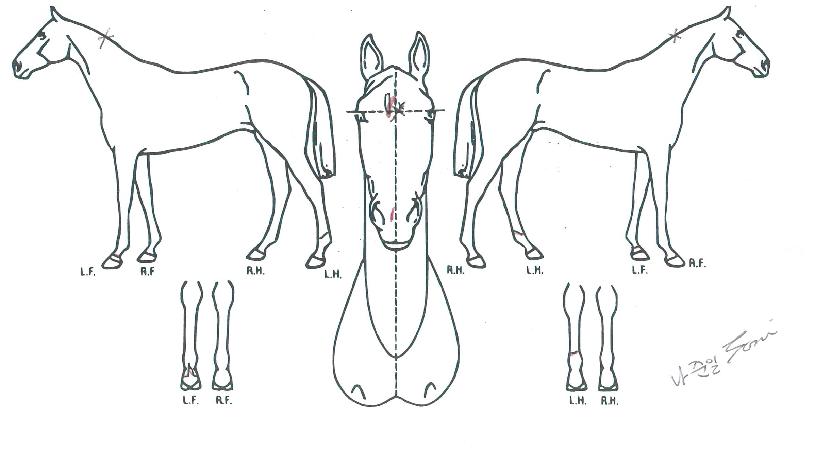 µð¹ÙÀλç¶óÀÇ Ãø¸é,¿ì¸é,µÞ¸é,µÎ»ó,´Ù¸®ÀÇ Æ¯Â¡µµÇØ