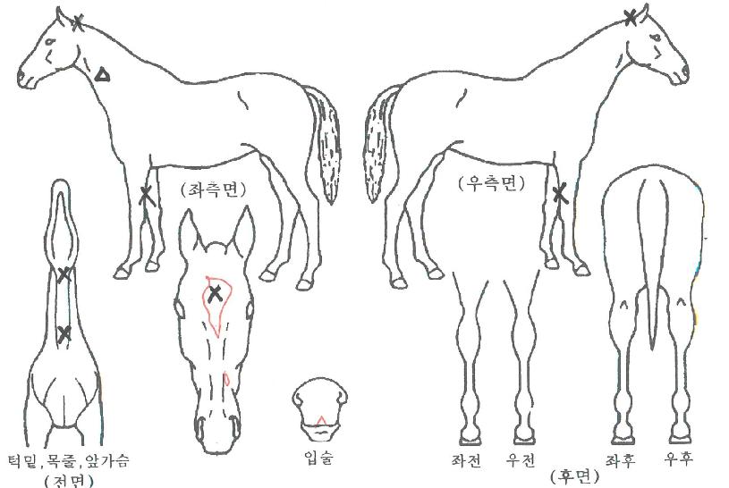 ũ����Űư�� ����,���,�޸�,�λ�,�ٸ��� Ư¡����