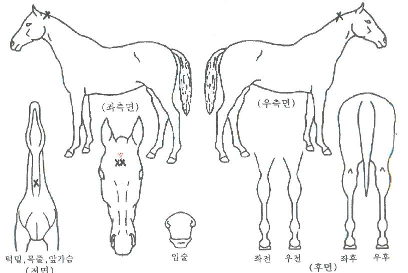 ÆÛÆ÷¹ÖÀÇ Ãø¸é,¿ì¸é,µÞ¸é,µÎ»ó,´Ù¸®ÀÇ Æ¯Â¡µµÇØ