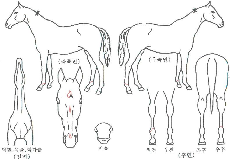 ¾Æ¿ö¼¼Å©·¯Å׸®ÀÇ Ãø¸é,¿ì¸é,µÞ¸é,µÎ»ó,´Ù¸®ÀÇ Æ¯Â¡µµÇØ