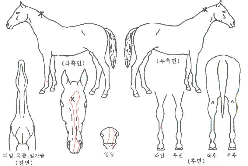 ¾îÀ§¿øÀδõº¡Ä¿ÀÇ Ãø¸é,¿ì¸é,µÞ¸é,µÎ»ó,´Ù¸®ÀÇ Æ¯Â¡µµÇØ