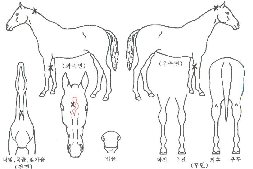 ���Ͼ�ä���� ����,���,�޸�,�λ�,�ٸ��� Ư¡����