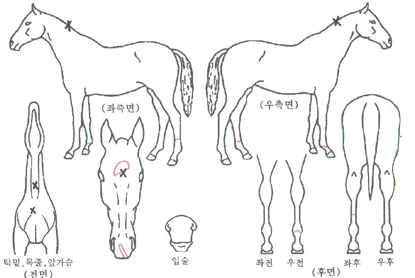 ������������ ����,���,�޸�,�λ�,�ٸ��� Ư¡����