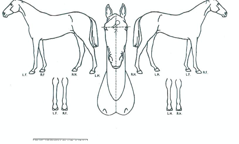 ¿ÍÀϵå¿þ½ºÆ®Ä¹ÀÇ Ãø¸é,¿ì¸é,µÞ¸é,µÎ»ó,´Ù¸®ÀÇ Æ¯Â¡µµÇØ