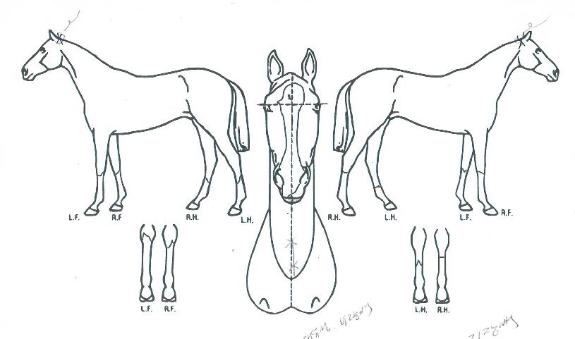 ���帲�� ����,���,�޸�,�λ�,�ٸ��� Ư¡����