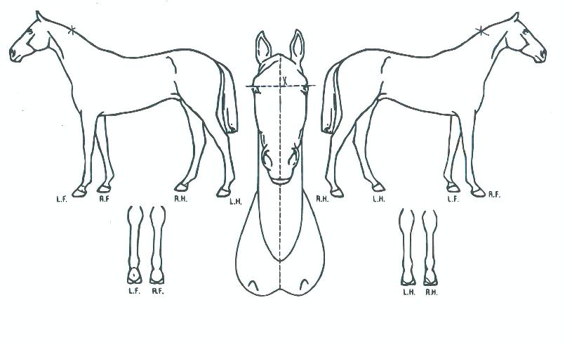 ġ���巹���� ����,���,�޸�,�λ�,�ٸ��� Ư¡����