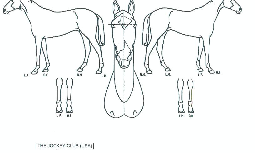 ���ϻ��̾�Ƽ��Ʈ�� ����,���,�޸�,�λ�,�ٸ��� Ư¡����