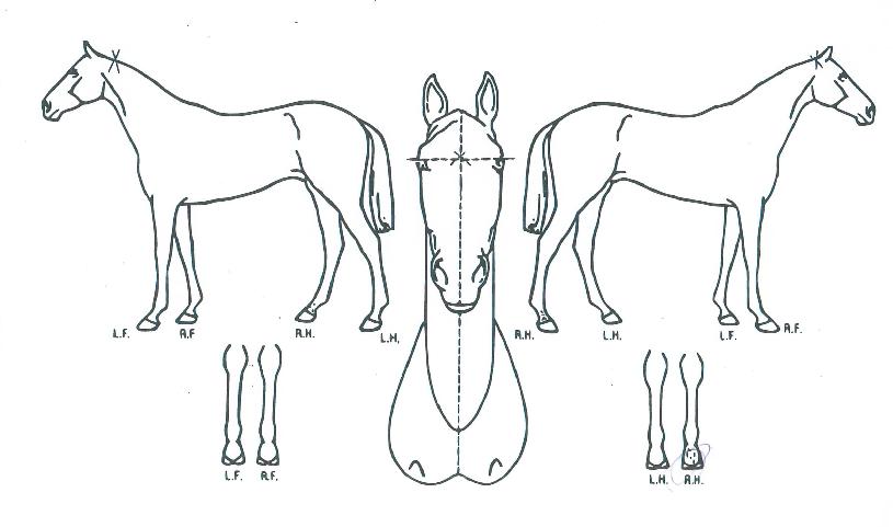 ���վƿ��´�Ÿ���� ����,���,�޸�,�λ�,�ٸ��� Ư¡����