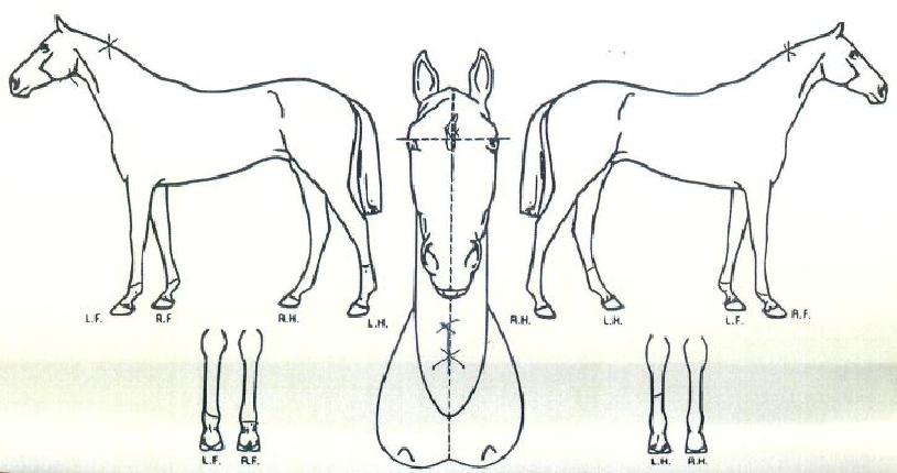 Ʈ�������̺��� ����,���,�޸�,�λ�,�ٸ��� Ư¡����