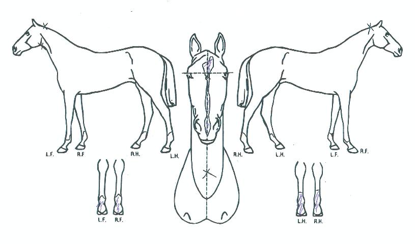 �߸��������� ����,���,�޸�,�λ�,�ٸ��� Ư¡����