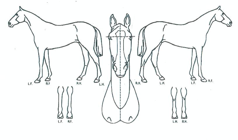 ¹ø°³¶óÀ̾ðÀÇ Ãø¸é,¿ì¸é,µÞ¸é,µÎ»ó,´Ù¸®ÀÇ Æ¯Â¡µµÇØ