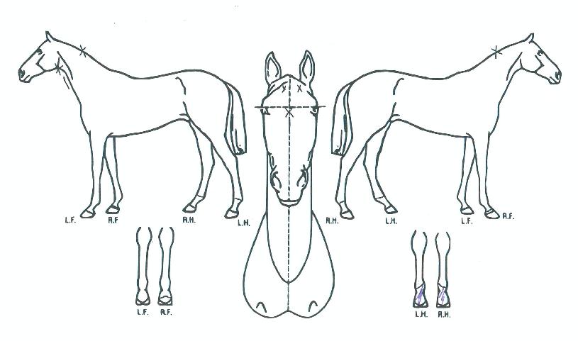 Ȳ�ݺ���� ����,���,�޸�,�λ�,�ٸ��� Ư¡����