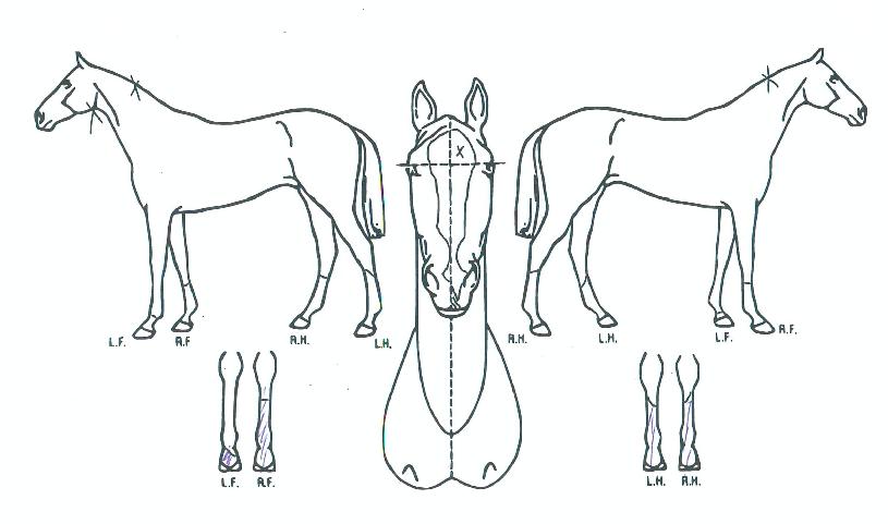 Àå»êºí·¹À̵åÀÇ Ãø¸é,¿ì¸é,µÞ¸é,µÎ»ó,´Ù¸®ÀÇ Æ¯Â¡µµÇØ