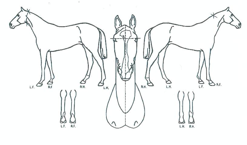 ½´ÆÛÄÚ¸¸µµÀÇ Ãø¸é,¿ì¸é,µÞ¸é,µÎ»ó,´Ù¸®ÀÇ Æ¯Â¡µµÇØ