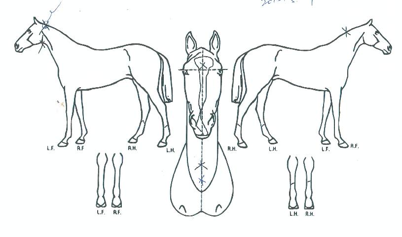 �ٶ��ǿ����� ����,���,�޸�,�λ�,�ٸ��� Ư¡����