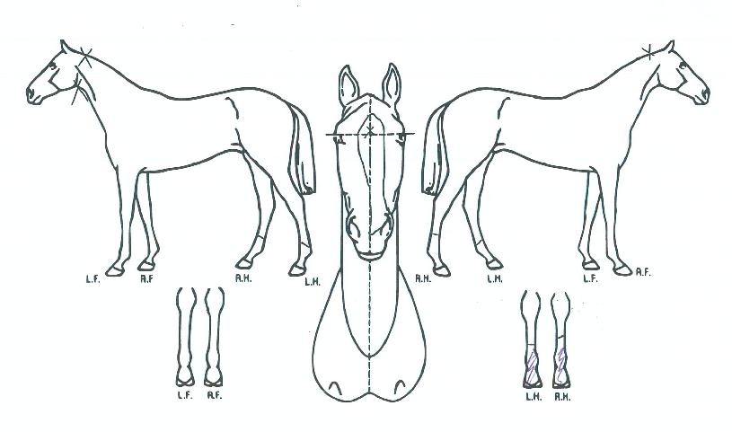 ����Ƽ�ε��� ����,���,�޸�,�λ�,�ٸ��� Ư¡����