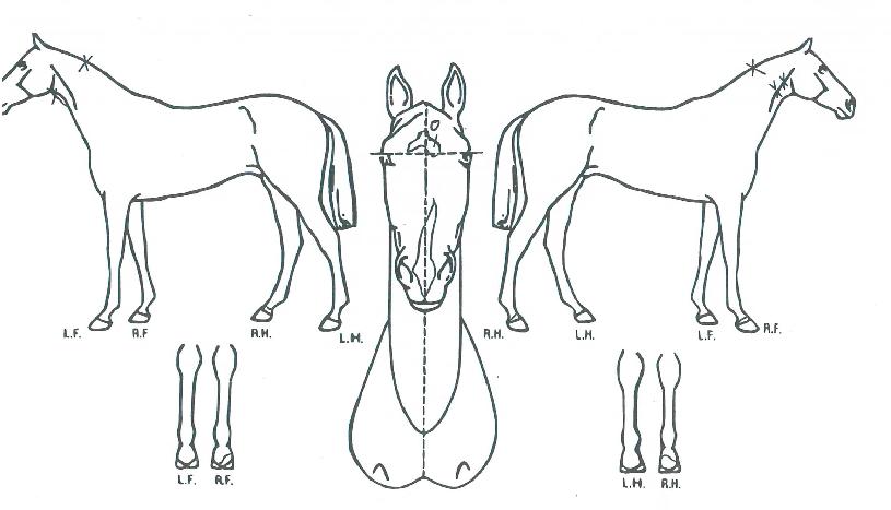 °¢º°ÇÑÀÇ Ãø¸é,¿ì¸é,µÞ¸é,µÎ»ó,´Ù¸®ÀÇ Æ¯Â¡µµÇØ