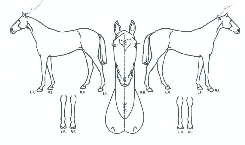 ¸¶µÎ·ÉÀÇ Ãø¸é,¿ì¸é,µÞ¸é,µÎ»ó,´Ù¸®ÀÇ Æ¯Â¡µµÇØ