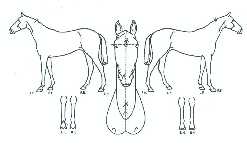 �Ƹ����������� ����,���,�޸�,�λ�,�ٸ��� Ư¡����