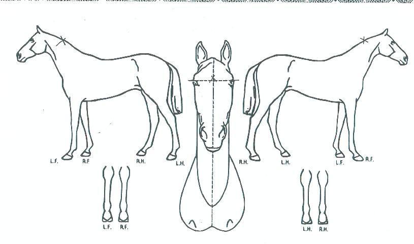 �����׶��� ����,���,�޸�,�λ�,�ٸ��� Ư¡����