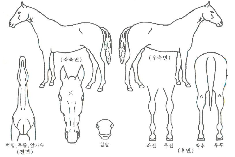 Ž������� ����,���,�޸�,�λ�,�ٸ��� Ư¡����