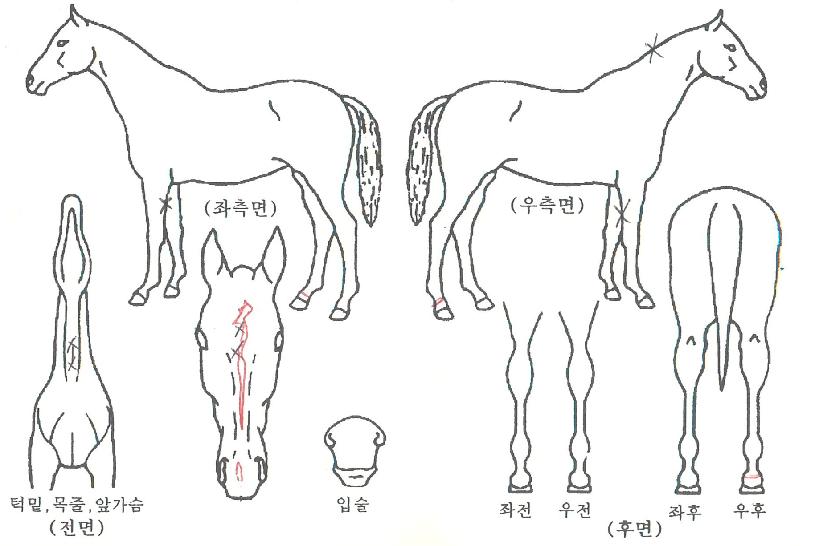 µðÆæµùèÇÁÀÇ Ãø¸é,¿ì¸é,µÞ¸é,µÎ»ó,´Ù¸®ÀÇ Æ¯Â¡µµÇØ