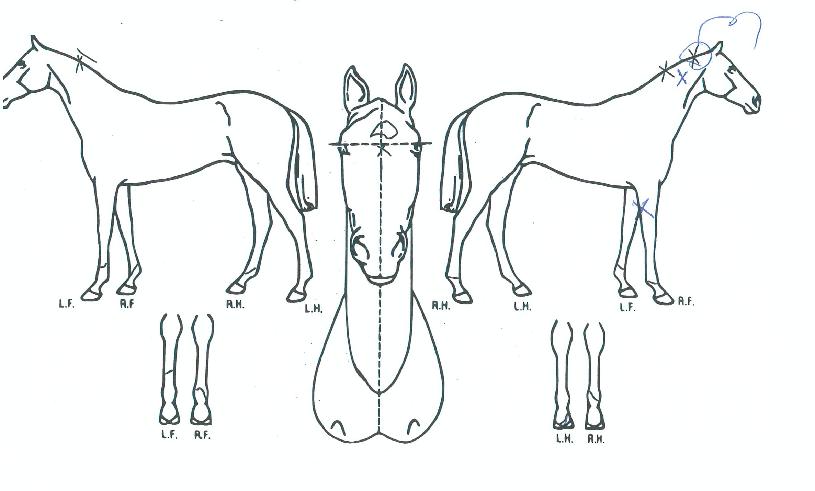 ����Ƽ���� ����,���,�޸�,�λ�,�ٸ��� Ư¡����