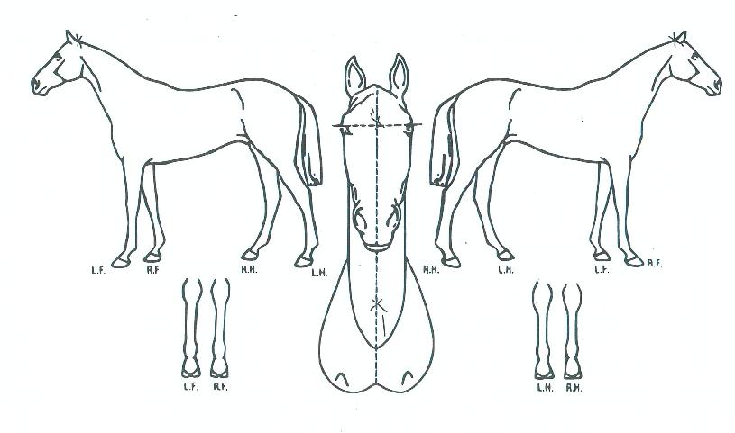 �����ĵ���� ����,���,�޸�,�λ�,�ٸ��� Ư¡����