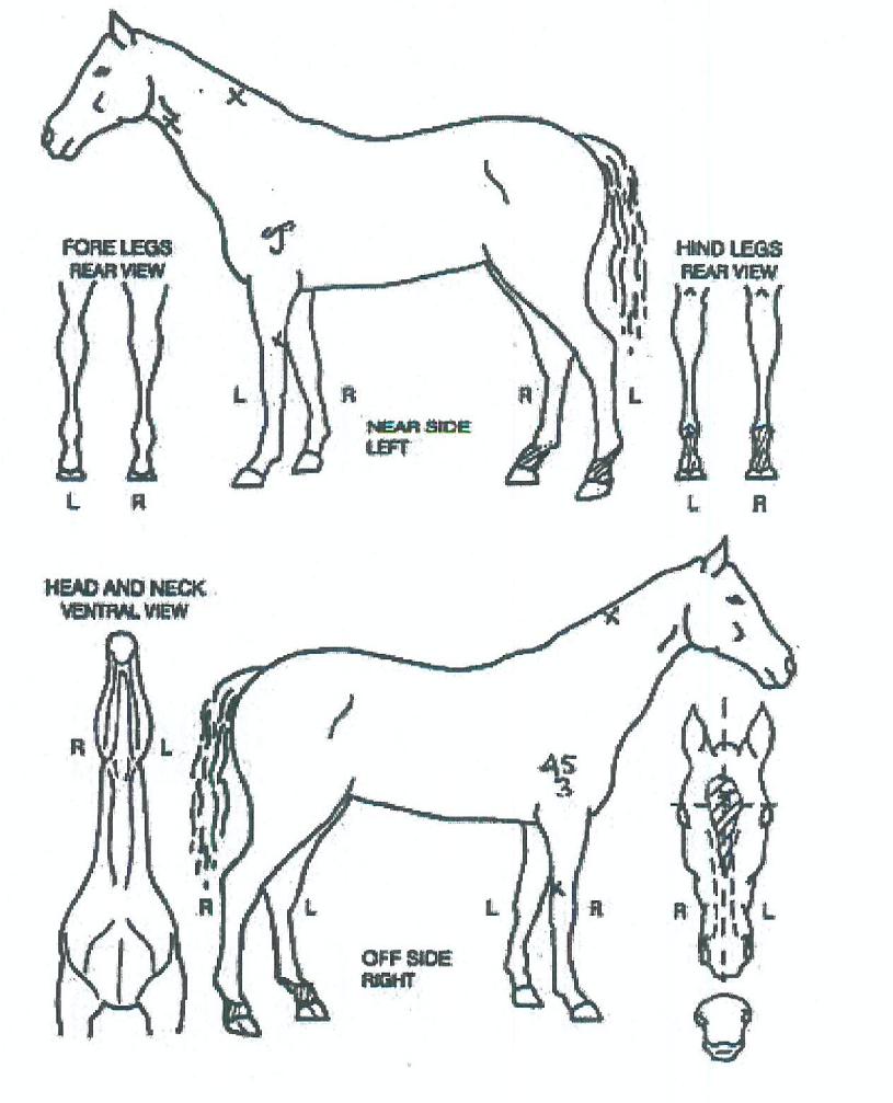 À¯¼º°ËÀÇ Ãø¸é,¿ì¸é,µÞ¸é,µÎ»ó,´Ù¸®ÀÇ Æ¯Â¡µµÇØ
