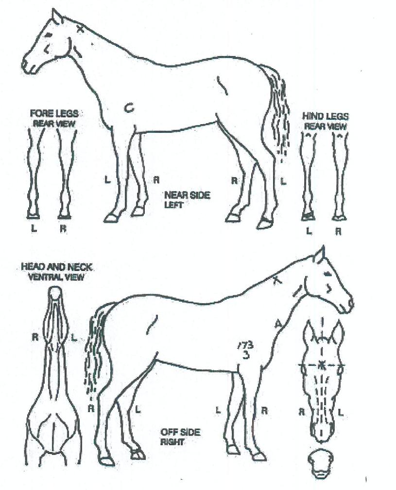 µµ½Ã³óºÎÀÇ Ãø¸é,¿ì¸é,µÞ¸é,µÎ»ó,´Ù¸®ÀÇ Æ¯Â¡µµÇØ