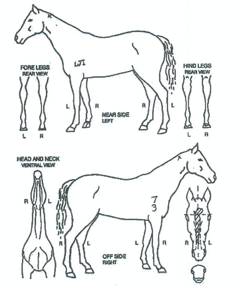 �޷��󷹿��� ����,���,�޸�,�λ�,�ٸ��� Ư¡����