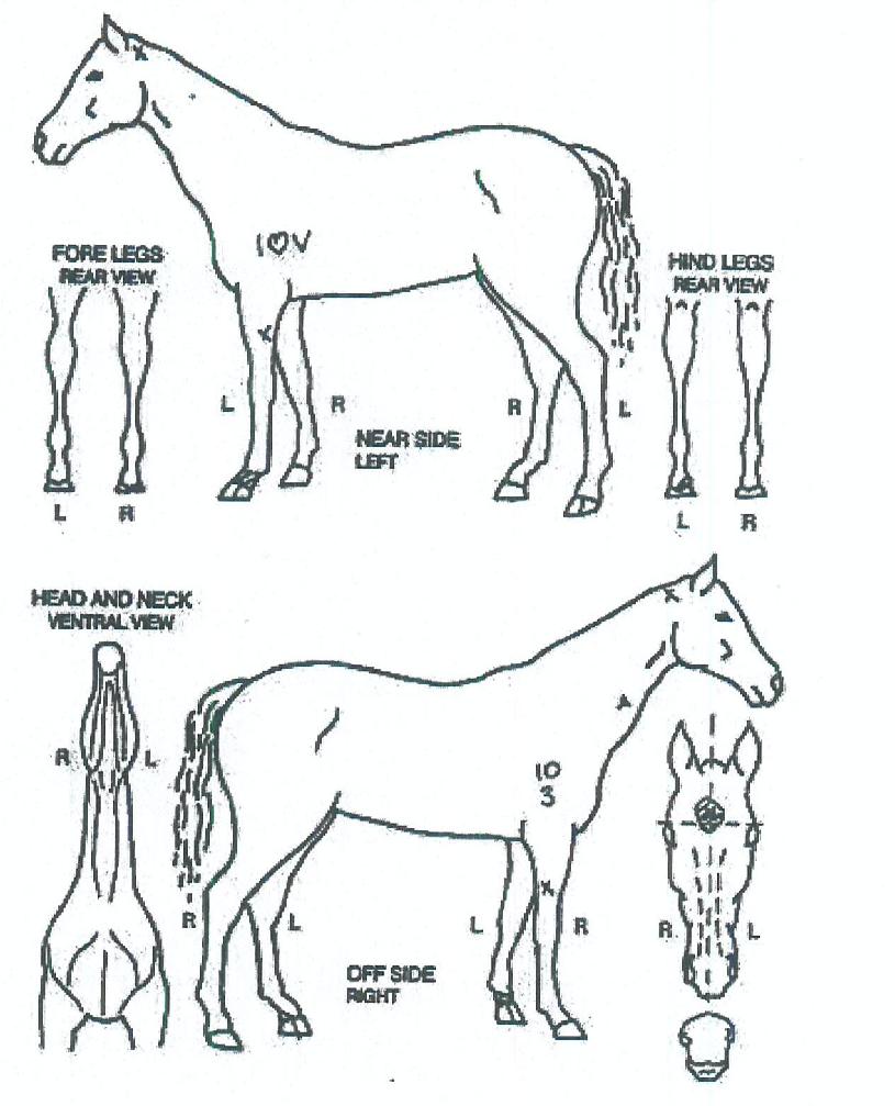 Ǫ������ ����,���,�޸�,�λ�,�ٸ��� Ư¡����