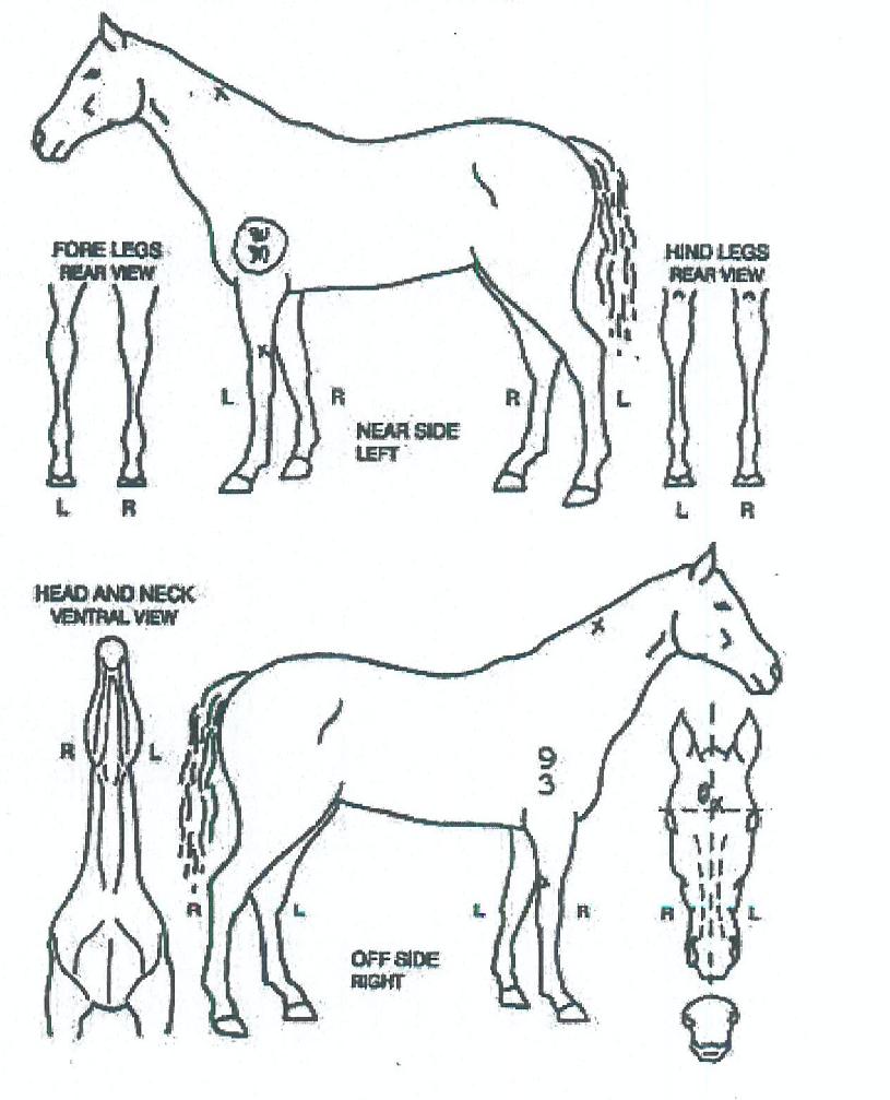 ±Ý¾Æ·¡ÇǵåÀÇ Ãø¸é,¿ì¸é,µÞ¸é,µÎ»ó,´Ù¸®ÀÇ Æ¯Â¡µµÇØ