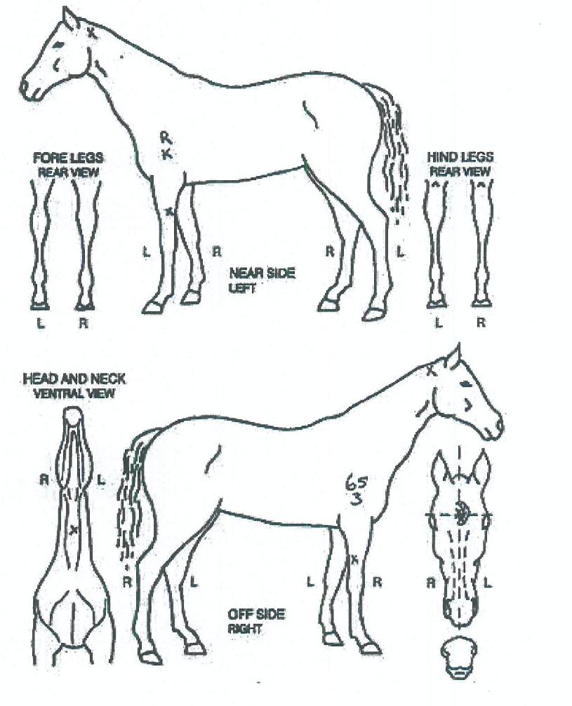 ��弼���� ����,���,�޸�,�λ�,�ٸ��� Ư¡����