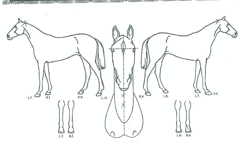 ÄÚµð¾Ç·¯ºêÀÇ Ãø¸é,¿ì¸é,µÞ¸é,µÎ»ó,´Ù¸®ÀÇ Æ¯Â¡µµÇØ