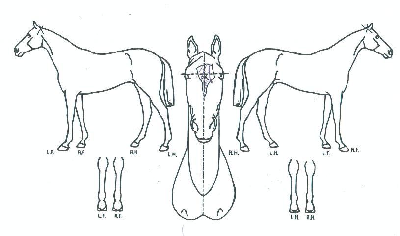 ��籸������ ����,���,�޸�,�λ�,�ٸ��� Ư¡����