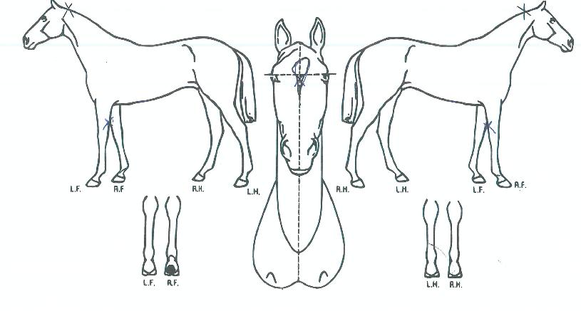 ±Â·ç·çÀÇ Ãø¸é,¿ì¸é,µÞ¸é,µÎ»ó,´Ù¸®ÀÇ Æ¯Â¡µµÇØ