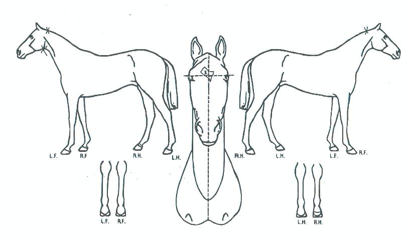 ·Î½ºÆ®Àεå¶ó¸¶ÀÇ Ãø¸é,¿ì¸é,µÞ¸é,µÎ»ó,´Ù¸®ÀÇ Æ¯Â¡µµÇØ