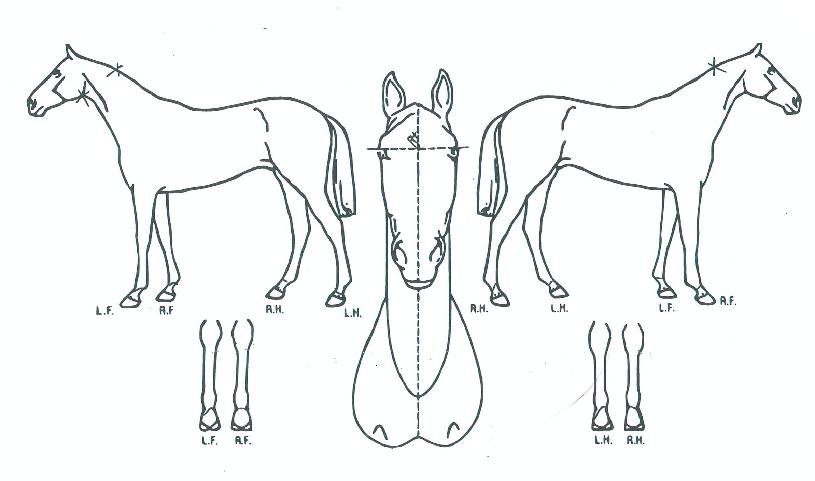 ºí·¢Ä«ÀÌÀúÀÇ Ãø¸é,¿ì¸é,µÞ¸é,µÎ»ó,´Ù¸®ÀÇ Æ¯Â¡µµÇØ