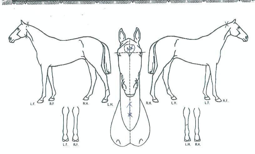 �ڸ��������� ����,���,�޸�,�λ�,�ٸ��� Ư¡����