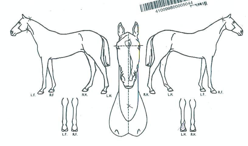 ÀÚÀ̾ðƮų·¯ÀÇ Ãø¸é,¿ì¸é,µÞ¸é,µÎ»ó,´Ù¸®ÀÇ Æ¯Â¡µµÇØ