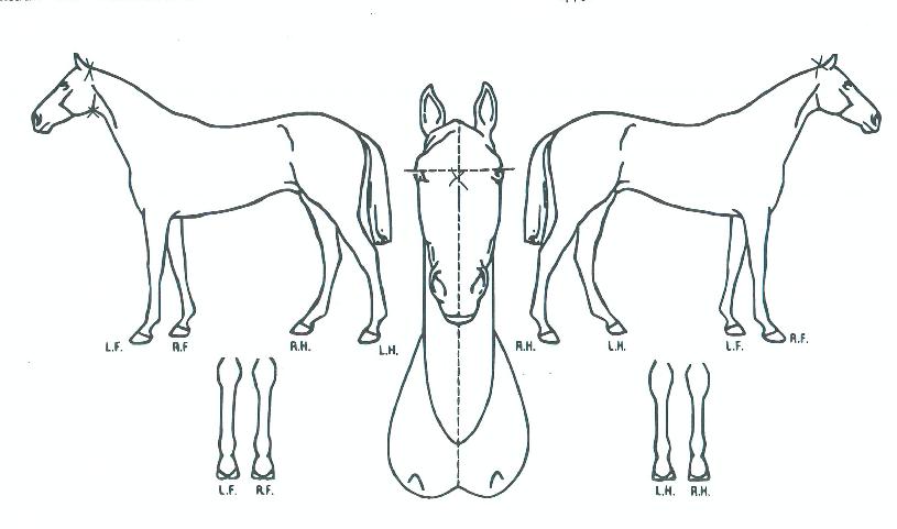 ž±Âµ¥ÀÌÀÇ Ãø¸é,¿ì¸é,µÞ¸é,µÎ»ó,´Ù¸®ÀÇ Æ¯Â¡µµÇØ