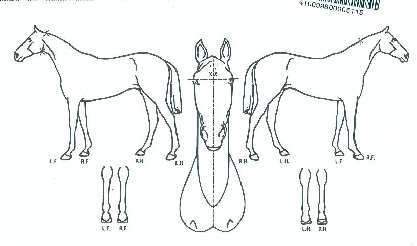 ���´뼼�� ����,���,�޸�,�λ�,�ٸ��� Ư¡����