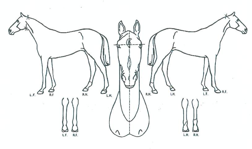 ³ªÀÌÆ®ÈĵåÀÇ Ãø¸é,¿ì¸é,µÞ¸é,µÎ»ó,´Ù¸®ÀÇ Æ¯Â¡µµÇØ